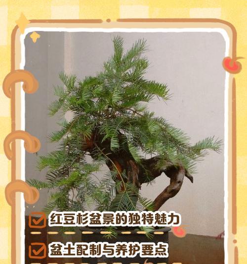 红豆杉树的养殖方法和注意事项有哪些？