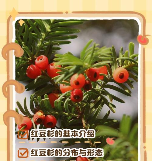 红豆杉树的养殖方法和注意事项有哪些？