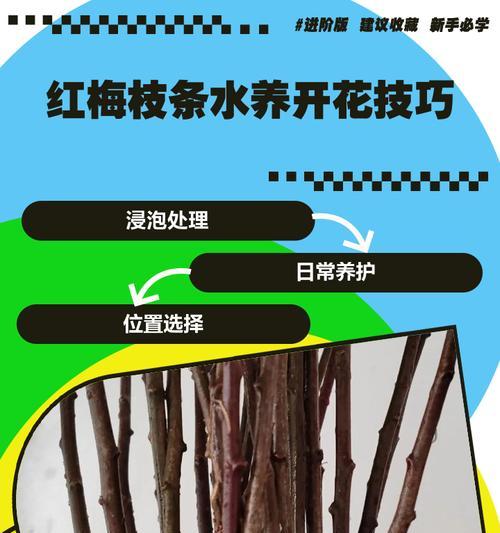 红梅盆景的养护技巧有哪些？