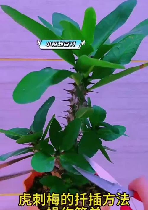 虎刺盆景的养护要点是什么？如何修剪？