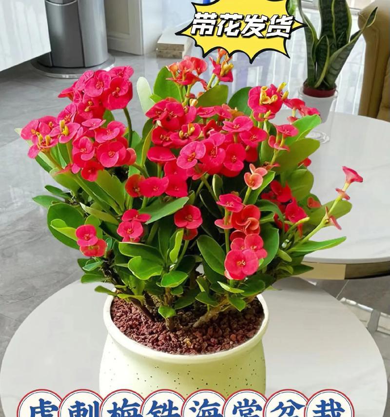 虎刺盆景的养护要点是什么？如何修剪？