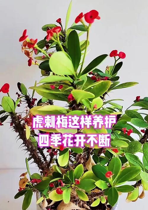 虎刺盆景的养护要点是什么？如何修剪？