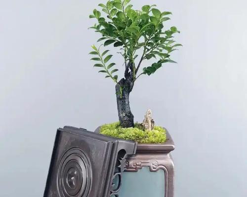 小叶紫檀修剪指南：怎样保持其美观？