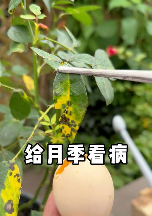月季养护中常见的问题及解决方法是什么？