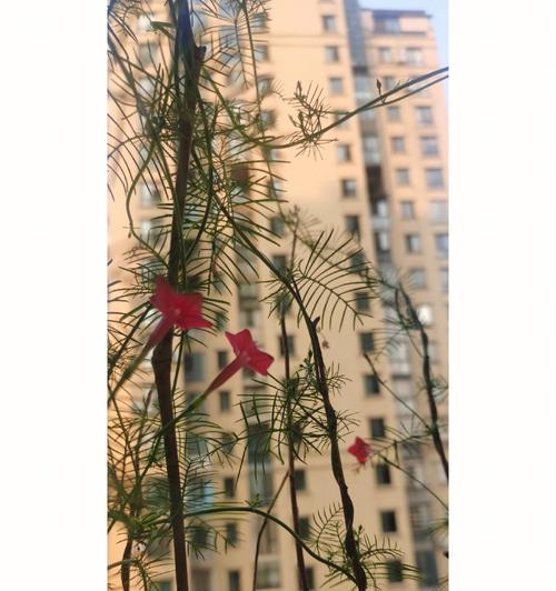 五角星花种植技巧是什么？如何确保开花？