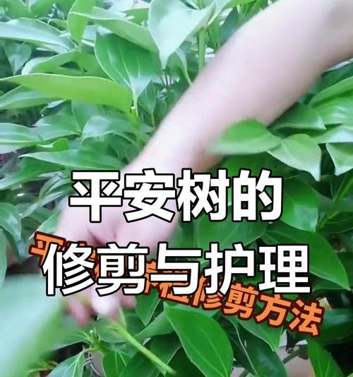平安树养护方法是什么？