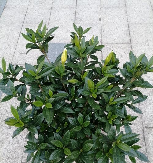带香味的盆栽有哪些？它们的香味有何作用？